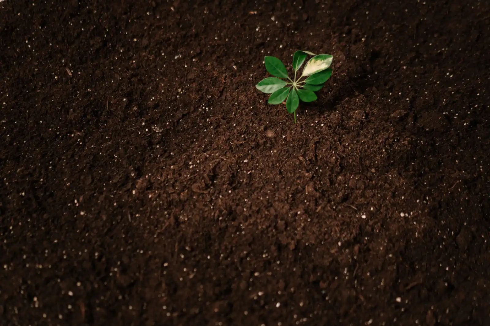 沈阳企业数字化转型中定制化软件开发的技术方案要点